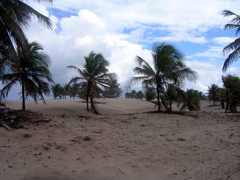 mangue-seco Bildgalerie