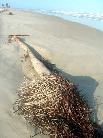 mangue-seco Bildgalerie