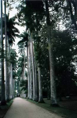 Rio de Janeiro Bildgalerie Rio de Janeiro Bildgalerie