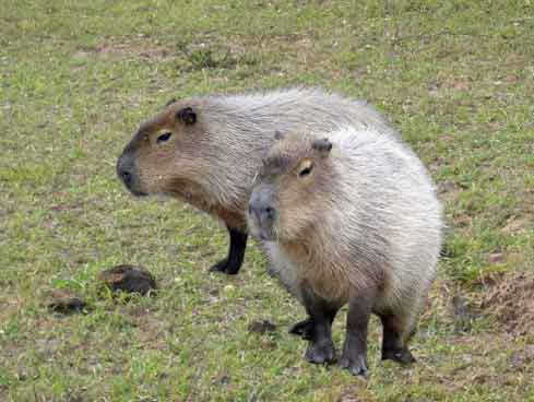 Pantanal Bildgalerie Pantanal Bildgalerie