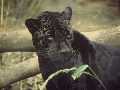 Pantanal Bildgalerie Pantanal Bildgalerie